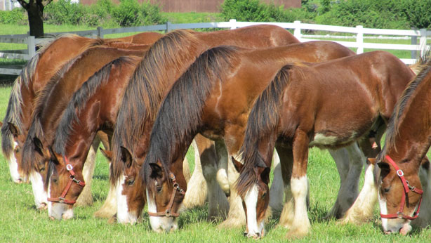 Tener cerca animales de granja puede ayudar a prevenir el asma infantil