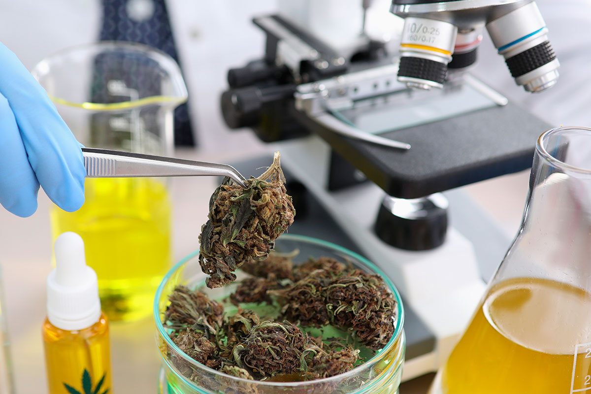 La investigación sobre la biologa del cannabidiol (CBD) y del tetrahidrocanabinol (THC), presentes en la planta Cannabis sativa, as como acerca del sistema endocannabinoide ha sido muy intensa en las últimas décadas.